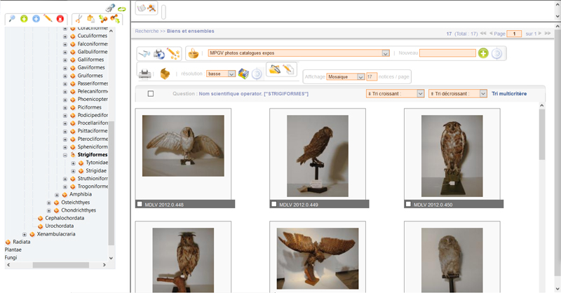 "Réseau des musées des Alpes de Haute-Provence : Gestion de la taxonomie" - Département des Alpes-de-Haute-Provence-Conservation départementale et Musée de la Vallée à Barcelonnette (04)